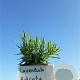 Lavandula ang. 'Hidcote' plantgoed P9