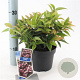 Leucothoe Lovita 25-30 cm 2,0L