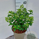 Hydrangea pan. Bobo 30-40 cm 5,0L
