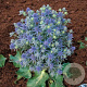Eryngium planum GM  P11