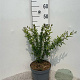 Ligustrum vulg. 'Lodense' 30-40 cm 5,0L