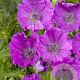 Geranium sang. 'Max Frei' GM P9