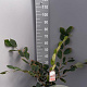 Hamamelis int. 'Rubin' 60-80 cm 7,5L