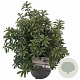 Pieris jap. 'Little Heath' 25-30 cm 3,0L