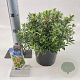 Pieris jap. 'Little Heath' 25-30 cm 3,0L