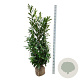 Prunus l. 'Caucasica' 150-175 cm met kluit