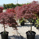 Acer pal. 'Dissectum Garnet' halfstam container solitair
