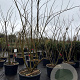 Albizia julibr. Ombrella 200-250 cm cont. 130L meerstammig