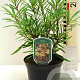 Lomatia myricoides 25-30 cm 2,0L