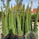 Cupressus sempervirens 150-175 cm 20L