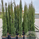 Cupressus sempervirens 175-200 cm container meerstammig