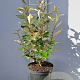 Elaeagnus ebb. 'Compacta' 40-60 cm 5,0L