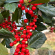 Ilex 'Nellie R. Stevens' 10-12 HA 50L 140 cm stam lei 140x120