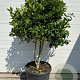 Ilex 'Nellie R. Stevens' container meerstammig