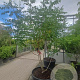 Koelreuteria paniculata 200-250 cm container meerstammig