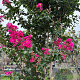 Lagerstroemia indica 200-250 cm container meerstammig