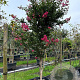 Lagerstroemia indica 200-250 cm container meerstammig