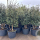 Osmanthus burkwoodii 175-200 cm container meerstammig
