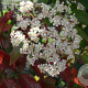 Photinia fraseri 'Red Robin' 200-250 cm container meerstammig