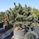 Pinus sylv. 'Watereri' 125-150 cm container 