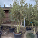Quercus ilex 200-250 cm container meerstammig