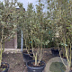 Quercus ilex 200-250 cm container meerstammig