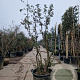Quercus suber 200-250 cm cont. 130L meerstammig