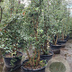Quercus suber 200-250 cm cont. 130L meerstammig