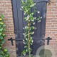 Trachelospermum jasminoides 125-150 cm 3,0L Gestokt
