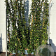Trachelospermum jasminoides 175-200 cm 5,0L Gestokt