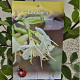 Lonicera purpusii 'Winter Beauty' 40-45 cm 2,5L