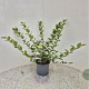 Lonicera purpusii 'Winter Beauty' 40-45 cm 2,5L