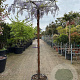 Wisteria sinensis hoogstam container 190STAM dakvorm