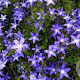 Campanula poscharskyana GM P13 Biologisch