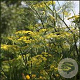 Foeniculum vulgare GM P13 Biologisch