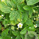 Fragaria vesca 'White Delight' GM P13 Biologisch