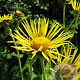 Inula helenium GM P13 Biologisch