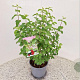Lonicera xylosteum 40-50 cm 3,0L