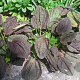 Plantago major 'Atropurpurea' GM P13 Biologisch