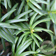 Taxus baccata 125-150 cm met kluit