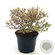 Lophomyrtus ralphii Golden Dragon 25-30 cm 2,0L