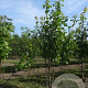 Acer rubrum 175-200 cm draadkluit meerstammig
