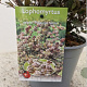 Lophomyrtus ralphii 'Purpurea Nana' 30-35 cm 2,5L