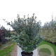 Elaeagnus ebbingei 8-10 HO container 225 cm stam leivorm