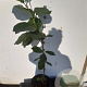 Magnolia denudata Yellow River 60-80 cm 5,0L