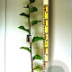 Magnolia 'Genie' 35-40 cm 2,0L