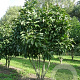 Magnolia 'Susan' 200-250 cm draadkluit meerstammig