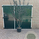 Prunus cer. 'Nigra' 200-250 cm container meerstammig