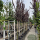 Prunus cer. 'Nigra' 8-10 HO container