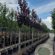 Prunus cer. 'Nigra' 8-10 HO container
